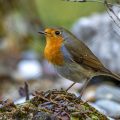 Rotkehlchen (Erithacus rubecula)