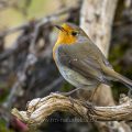 Rotkehlchen (Erithacus rubecula)