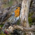 Rotkehlchen (Erithacus rubecula)