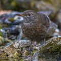 Amsel (Turdus merula) Weibchen