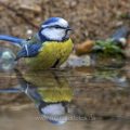 Blaumeise (Cyanistes caeruleus) am Vogelbad