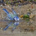 Blaumeise (Cyanistes caeruleus) am Vogelbad