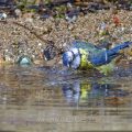 Blaumeise (Cyanistes caeruleus) am Vogelbad