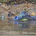 Blaumeise (Cyanistes caeruleus) am Vogelbad