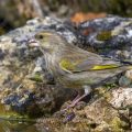 Grünfink (Carduelis chloris) Weibchen