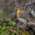 Rotkehlchen (Erithacus rubecula)