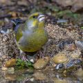 Grünfink (Carduelis chloris) Männchen an Wasserstelle