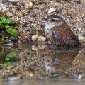 Zaunkönig (Troglodytes troglodytes)