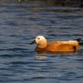 Rostgans (Tadorna ferruginea)
