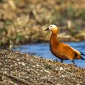 Rostgans (Tadorna ferruginea)