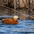 Rostgans (Tadorna ferruginea)