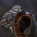 Steinkauz (Athene noctua)