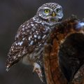 Steinkauz (Athene noctua)