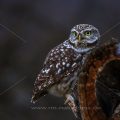 Steinkauz (Athene noctua)