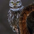 Steinkauz (Athene noctua)