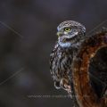 Steinkauz (Athene noctua)