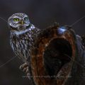 Steinkauz (Athene noctua)