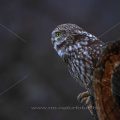 Steinkauz (Athene noctua)