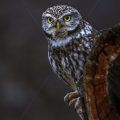 Steinkauz (Athene noctua)
