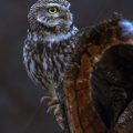 Steinkauz (Athene noctua)