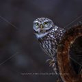 Steinkauz (Athene noctua)