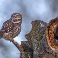 Steinkauz (Athene noctua)