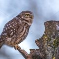 Steinkauz (Athene noctua)