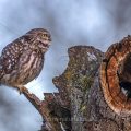 Steinkauz (Athene noctua)