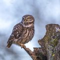 Steinkauz (Athene noctua)