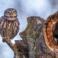 Steinkauz (Athene noctua)