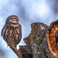 Steinkauz (Athene noctua)