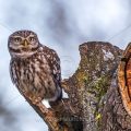 Steinkauz (Athene noctua)