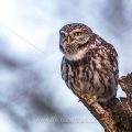 Steinkauz (Athene noctua)