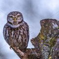 Steinkauz (Athene noctua)