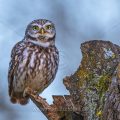 Steinkauz (Athene noctua)
