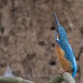 Eisvogel (Alcedo atthis) Männchen