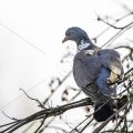 Ringeltaube (Columba palumbus)