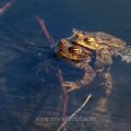 Erdkröte (Bufo bufo) Paarungsverhalten