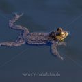 Erdkröte (Bufo bufo)
