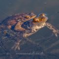 Erdkröte (Bufo bufo) Paarungsverhalten
