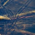 Erdkröte (Bufo bufo) Laichschnüre