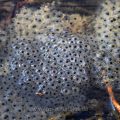 Grasfrosch (Rana temporaria) Laichballen