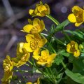 Sumpfdotterblume (Caltha palustris)