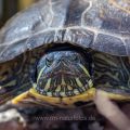 Rotwangen-Schmuckschildkröte (Trachemys scripta elegans)