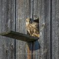 Turmfalke (Falco tinnunculus) Weibchen