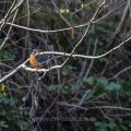 Eisvogel (Alcedo atthis) Weibchen