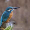 Eisvogel (Alcedo atthis) Männchen
