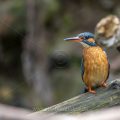 Eisvogel (Alcedo atthis) Weibchen