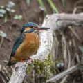 Eisvogel (Alcedo atthis) Weibchen