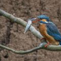 Eisvogel (Alcedo atthis) Weibchen